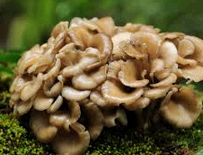 MAITAKE M USHROOM