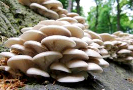 shitake mushrooms